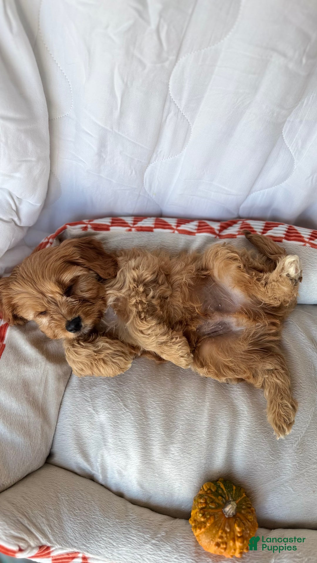Cockapoo dogs for sale: Oliver – The “Emotional Support Bear” You’ll Fall in Love With 🧡🐾 - Ad 10