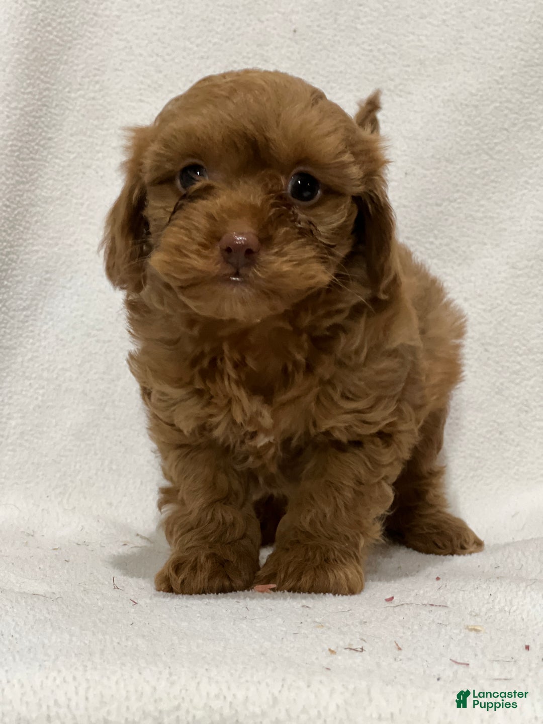 Shihpoo dogs for sale: Marvin - Ad 2