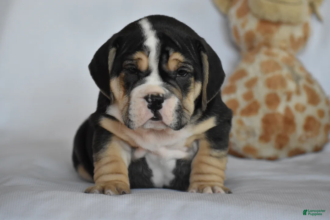 Beabull dogs for sale: Skyler - Ad 1
