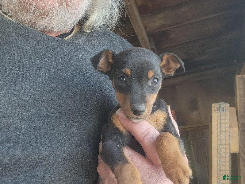 Miniature Pinscher dogs Nikki - Ad 2