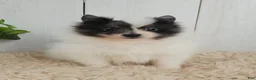 Pomeranian dogs for sale: Oreo - Ad 2