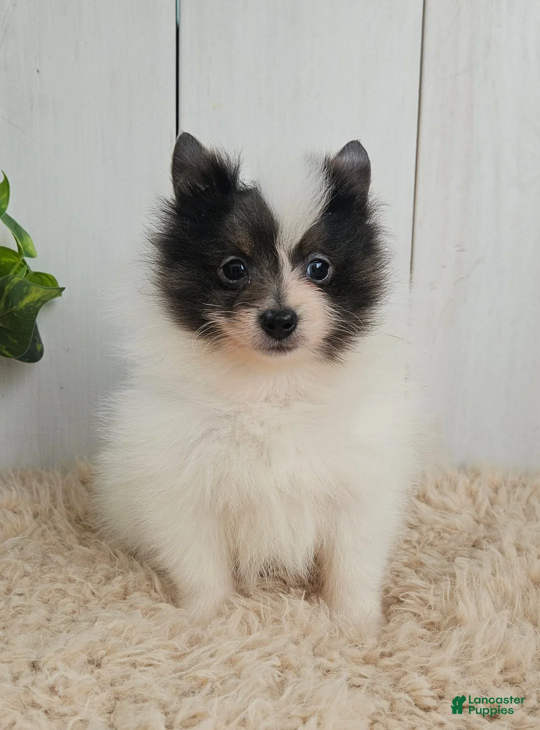 Pomeranian dogs for sale: Oreo - Ad 2