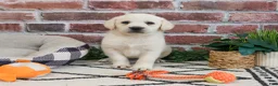 Labrador Retriever dogs for sale: Webber  - Ad 5