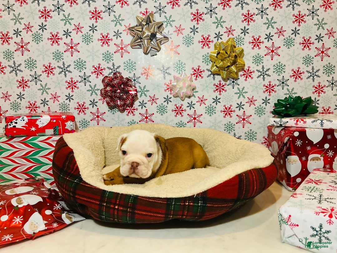 English Bulldog dogs for sale: Stella - Ad 5