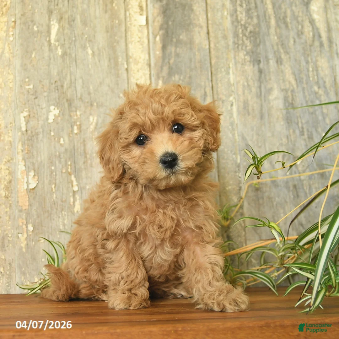 Maltipoo dogs for sale: Joyce - Ad 1