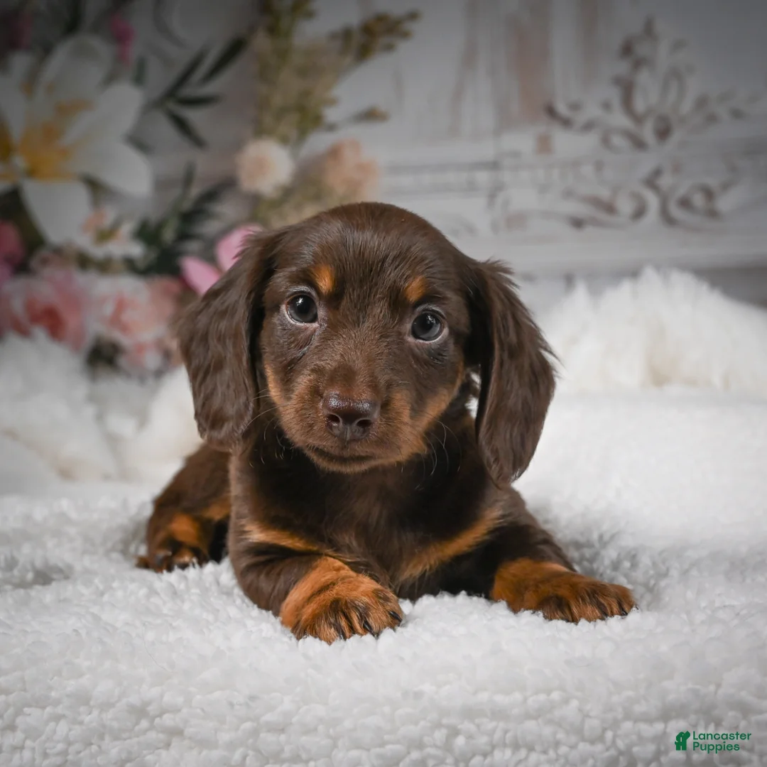 Miniature Dachshund dogs for sale: AKC-Ben - Ad 1