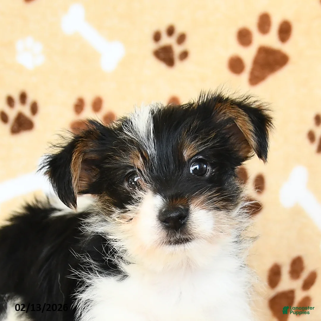 Yorkshire Terrier dogs for sale: Leo - Ad 4