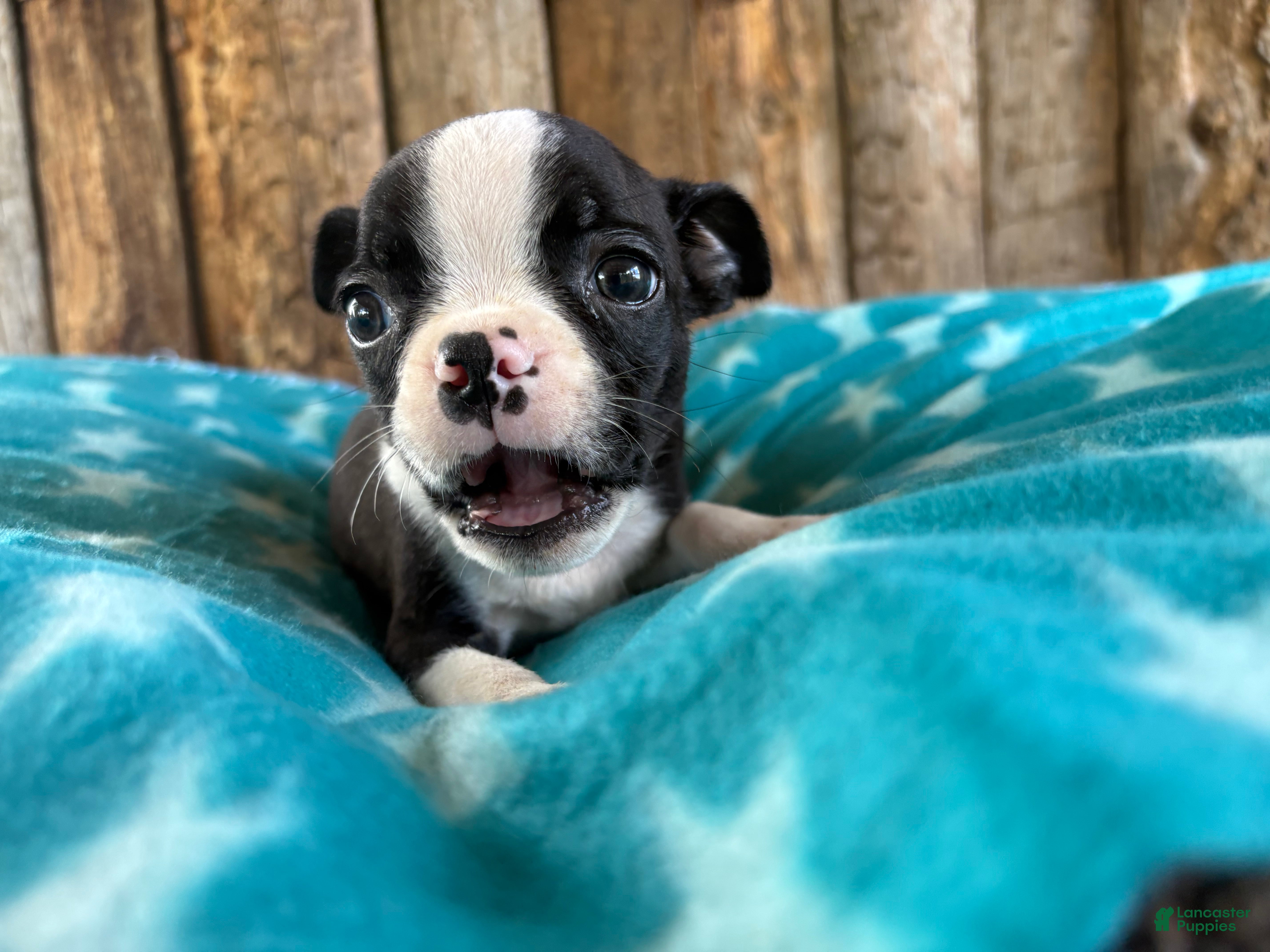 Boston Terrier dogs Ghost Pepper - Ad 1