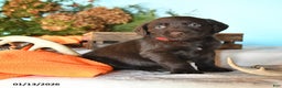 Labrador Retriever dogs for sale: Emmerson - Ad 1