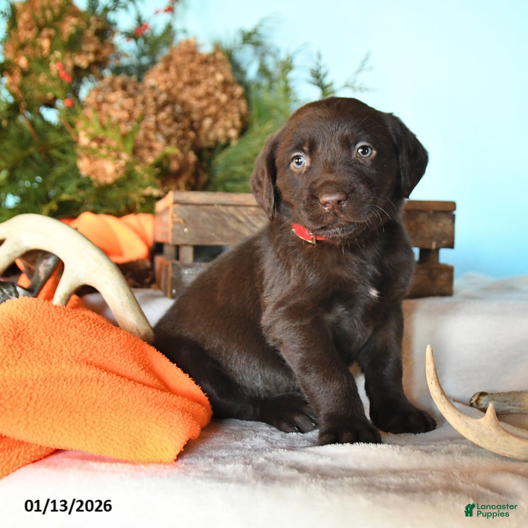 Labrador Retriever dogs for sale: Emmerson - Ad 1