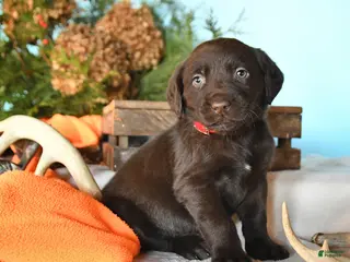 Labrador Retriever dogs Emmerson - Ad 36