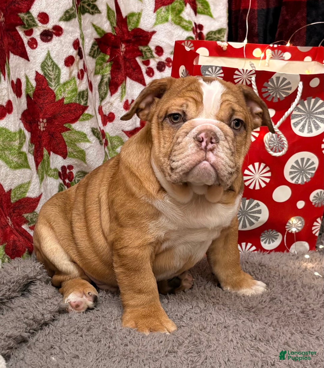 English Bulldog dogs for sale: Nevin - Ad 1