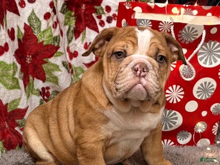 English Bulldog dogs Nevin - Ad 30