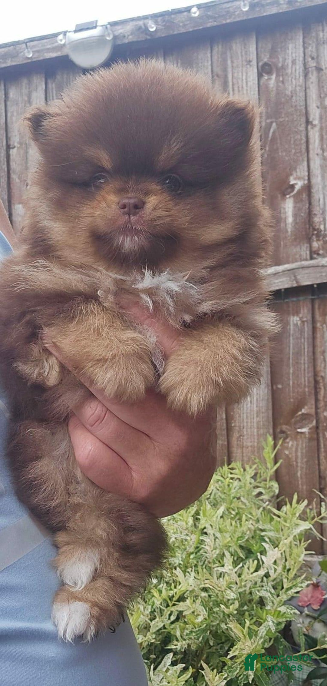 Pomeranian dogs for sale: Naya - Ad 4