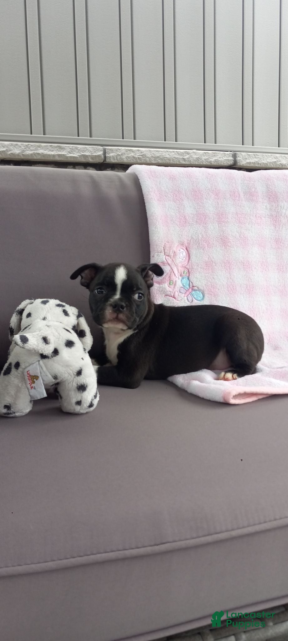 Boston Terrier dogs Abby - Ad 35