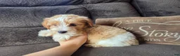 Yorkshire Terrier dogs for sale: Cody - Ad 4