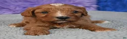 Cavapoo dogs for sale: Cavapoo 1 - Ad 13
