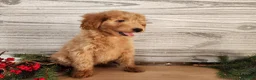 Mini Goldendoodle dogs for sale: Reno - Ad 13