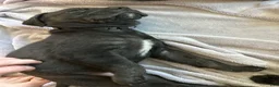 Cane Corso dogs for sale: Orzo - Ad 5