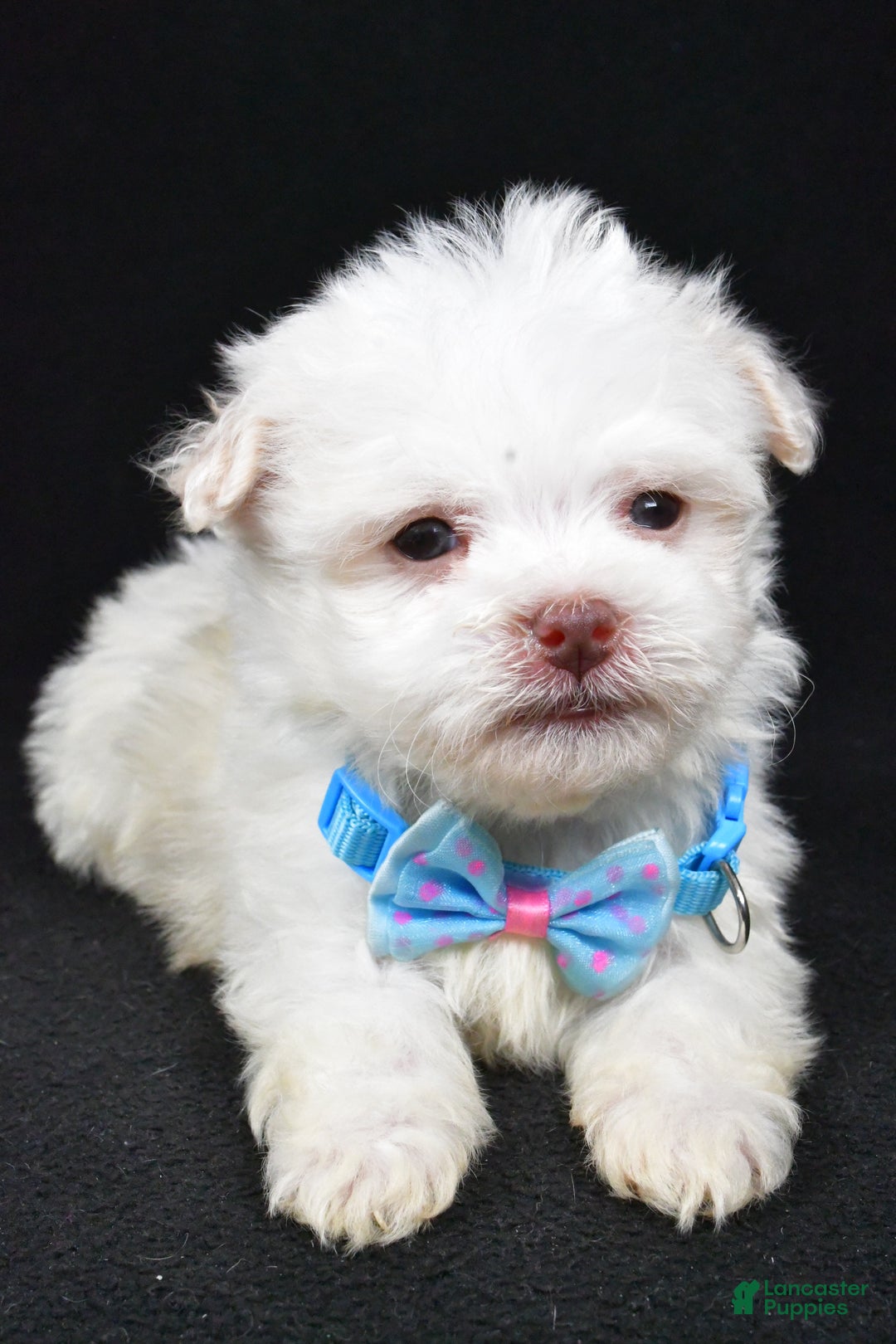 Havanese dogs for sale: Charles - Ad 4
