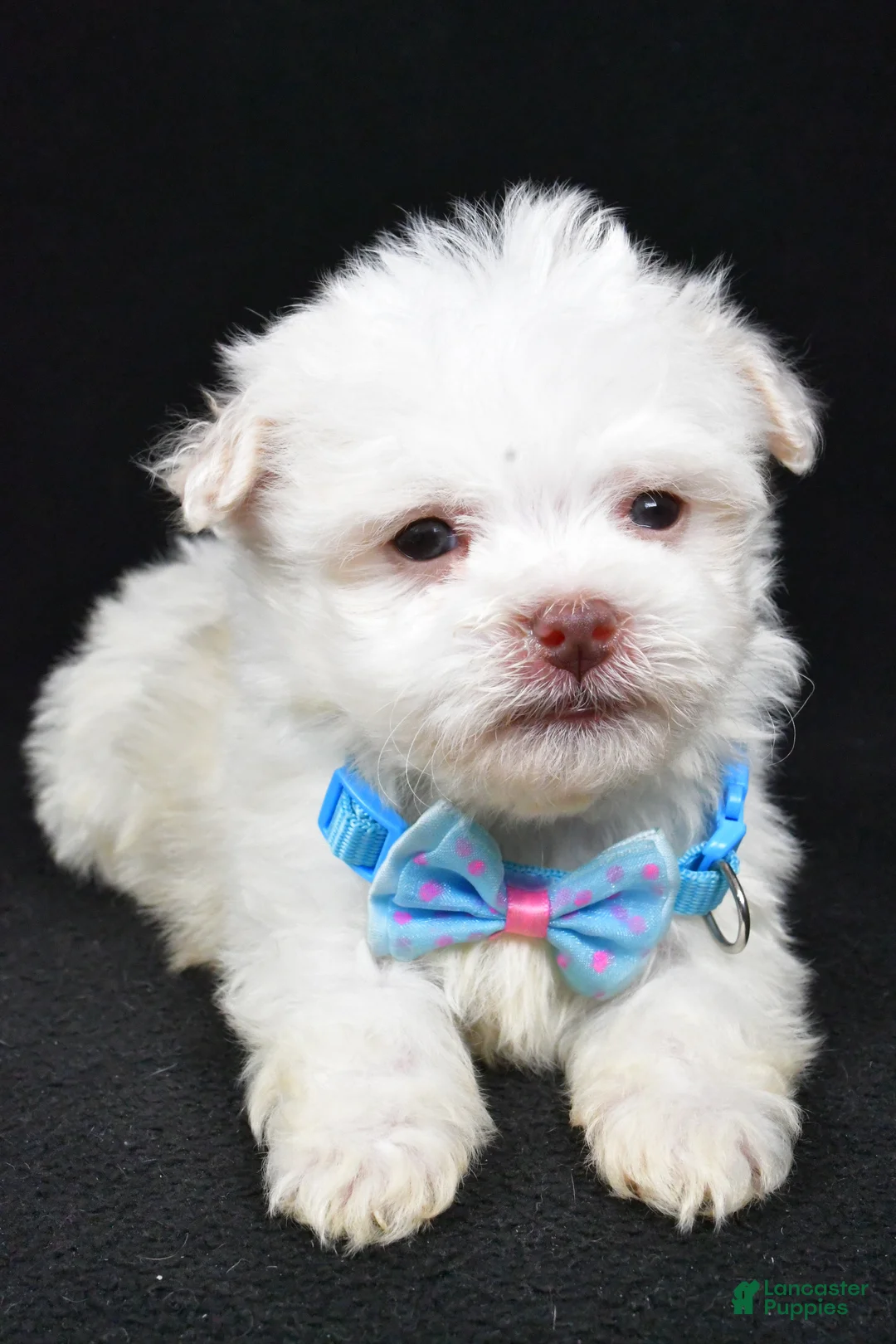 Havanese dogs for sale: Charles - Ad 4