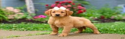 Golden Retriever dogs for sale: Beauty - Ad 9
