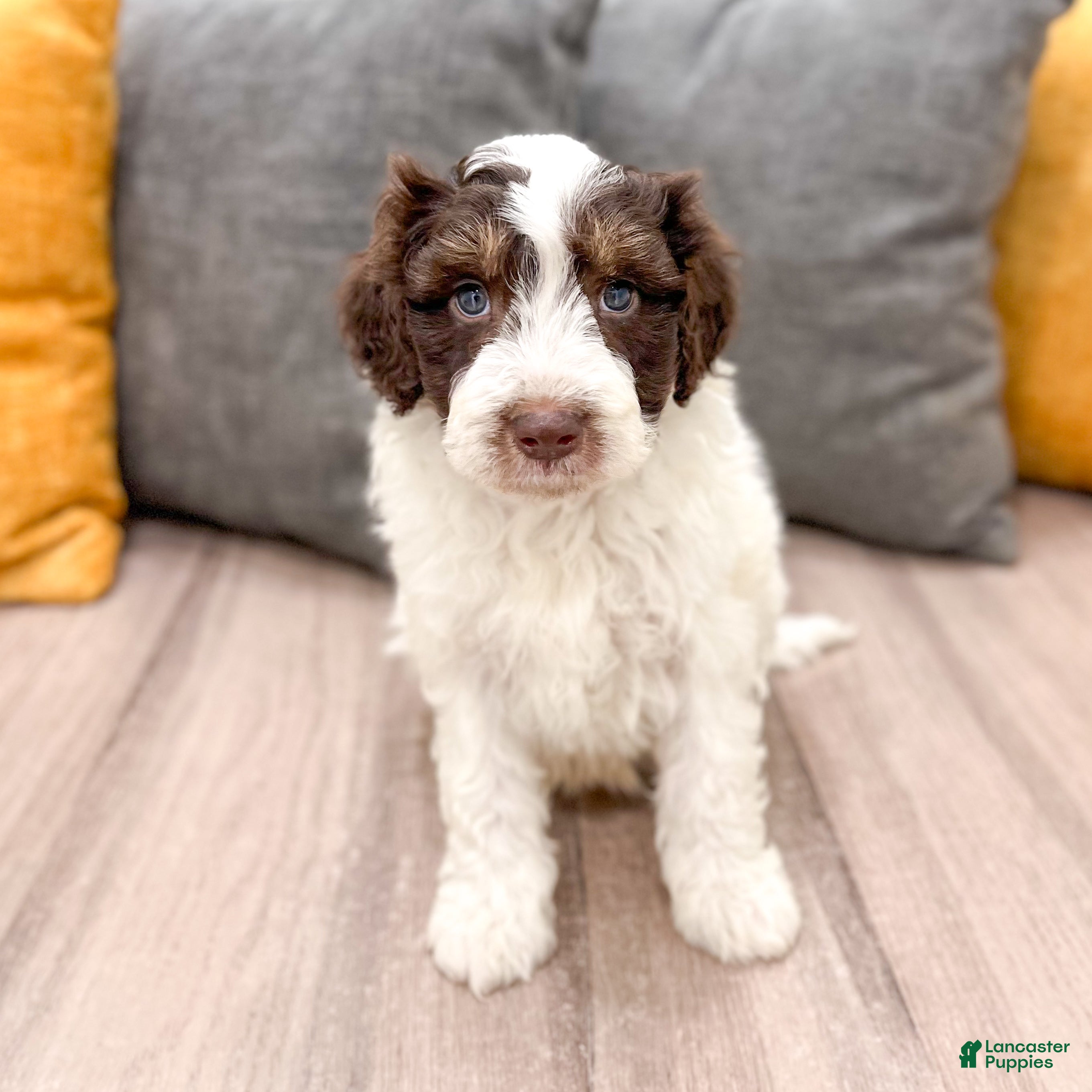 Aussiedoodle dogs for sale: Rusty - Ad 4