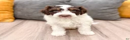 Aussiedoodle dogs for sale: Rusty - Ad 1