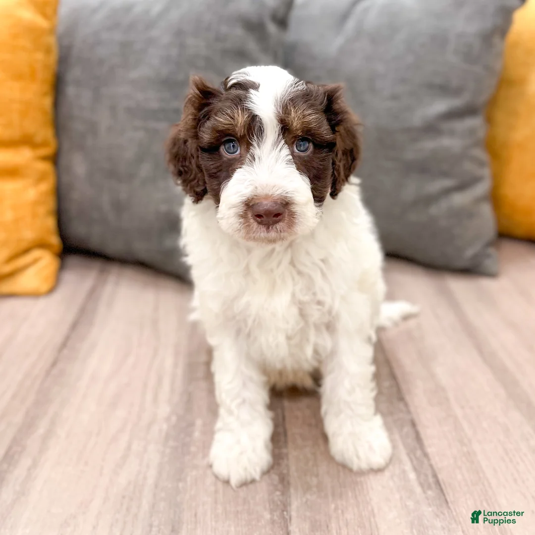 Aussiedoodle dogs for sale: Rusty - Ad 1