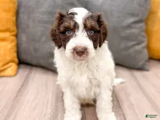 Aussiedoodle dogs for sale: Rusty - Ad 4