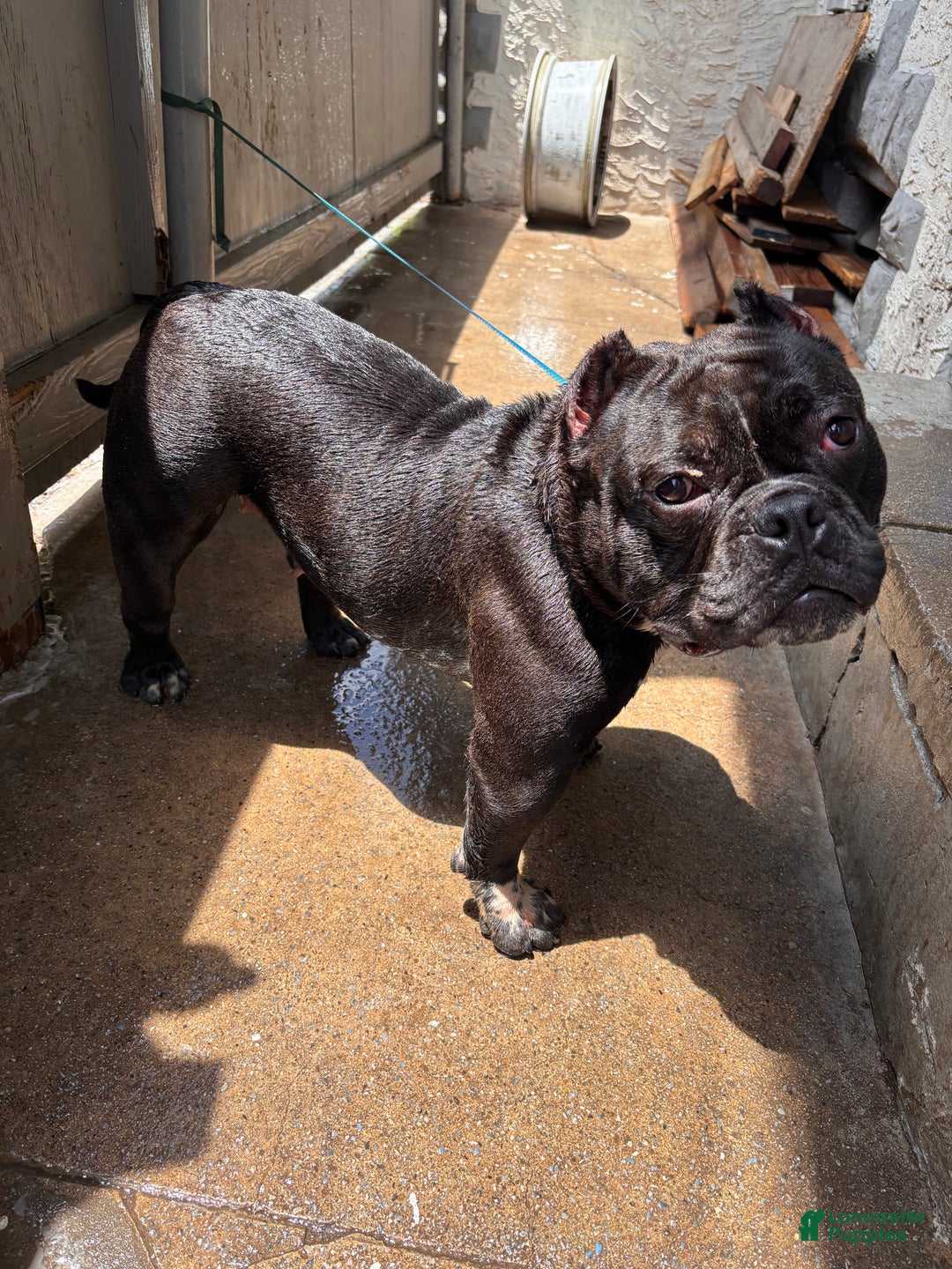 American Bully dogs for sale: American Bully Puppy 1 - Ad 4