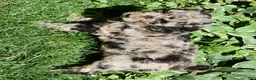 Standard Poodle dogs for sale: Standard Poodle 1 Chocolate Merle - Ad 4