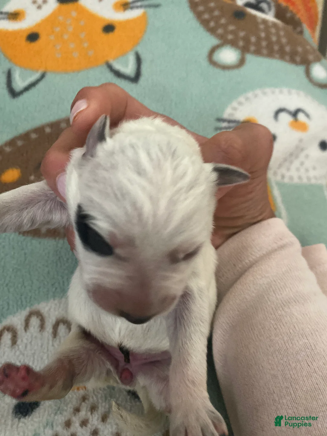 Australian Cattle Dog dogs for sale: Australian Cattle Dog 6-Cleo - Ad 1