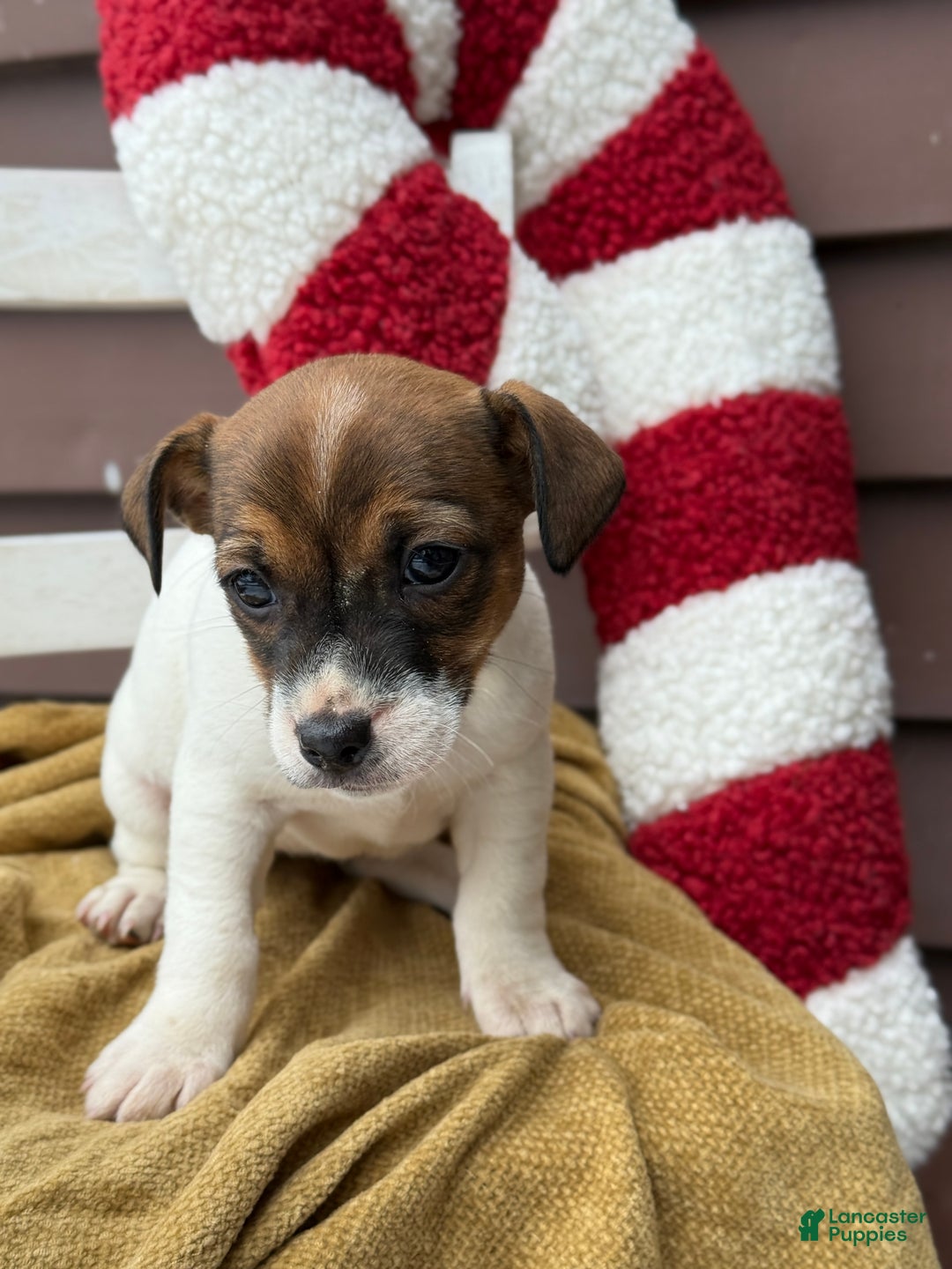 Jack Russell Terrier dogs for sale: Jolly - Ad 1
