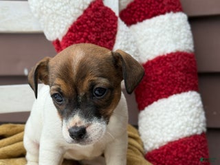 Jack Russell Terrier dogs Jolly - Ad 41