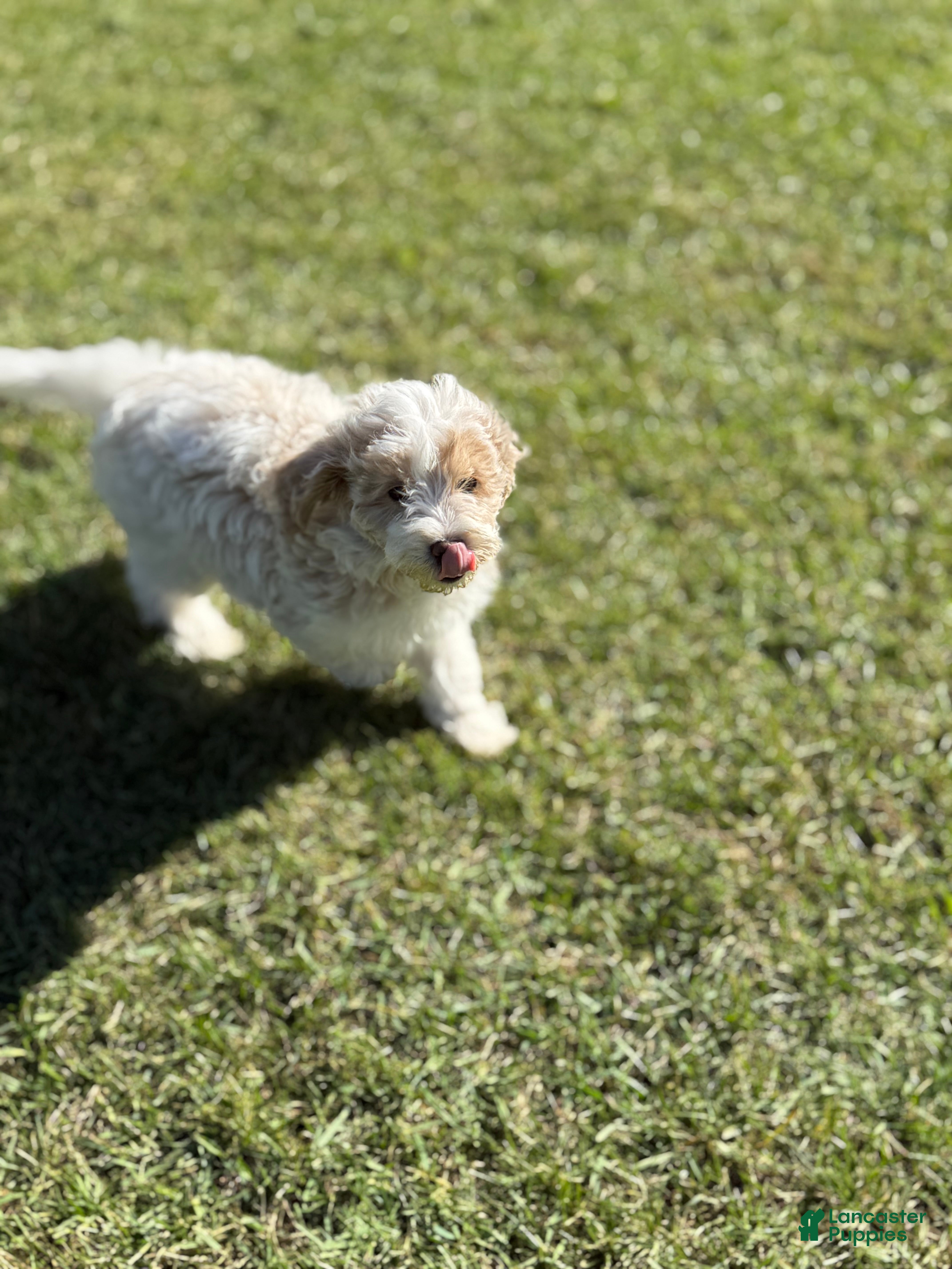Goldendoodle dogs Nilla  - Ad 2