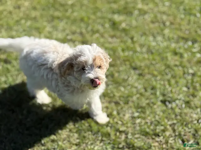 Goldendoodle dogs for sale: Nilla - Ad 2