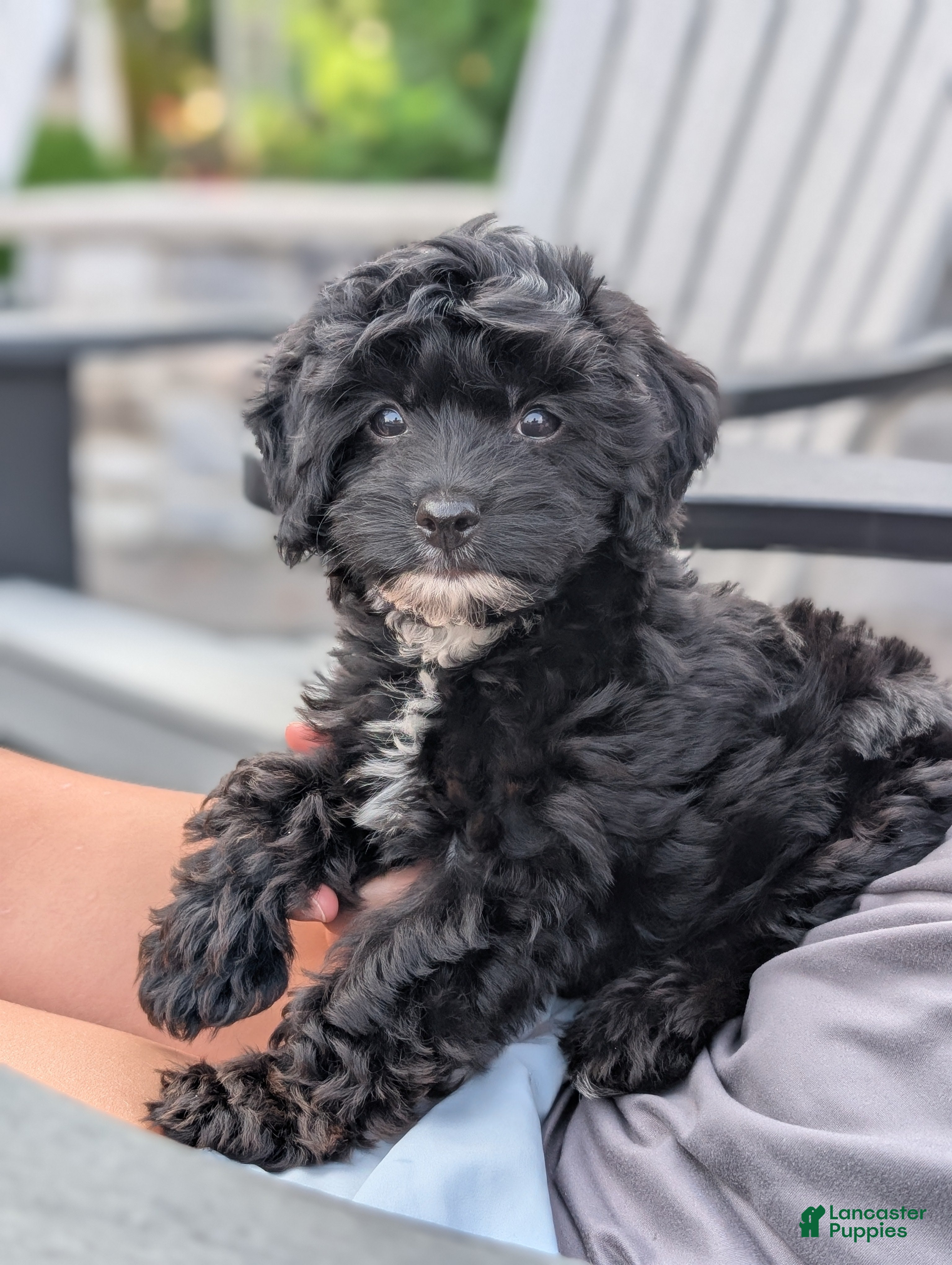 Yorkiepoo dogs Ava - Ad 1
