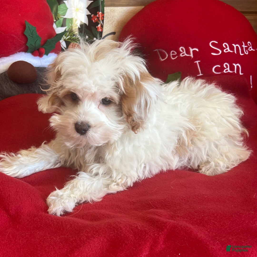 Cavapoo dogs for sale: Dolly - Ad 2