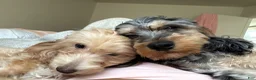 Havapoo dogs for sale: Havapoo Puppy 4 - Ad 3