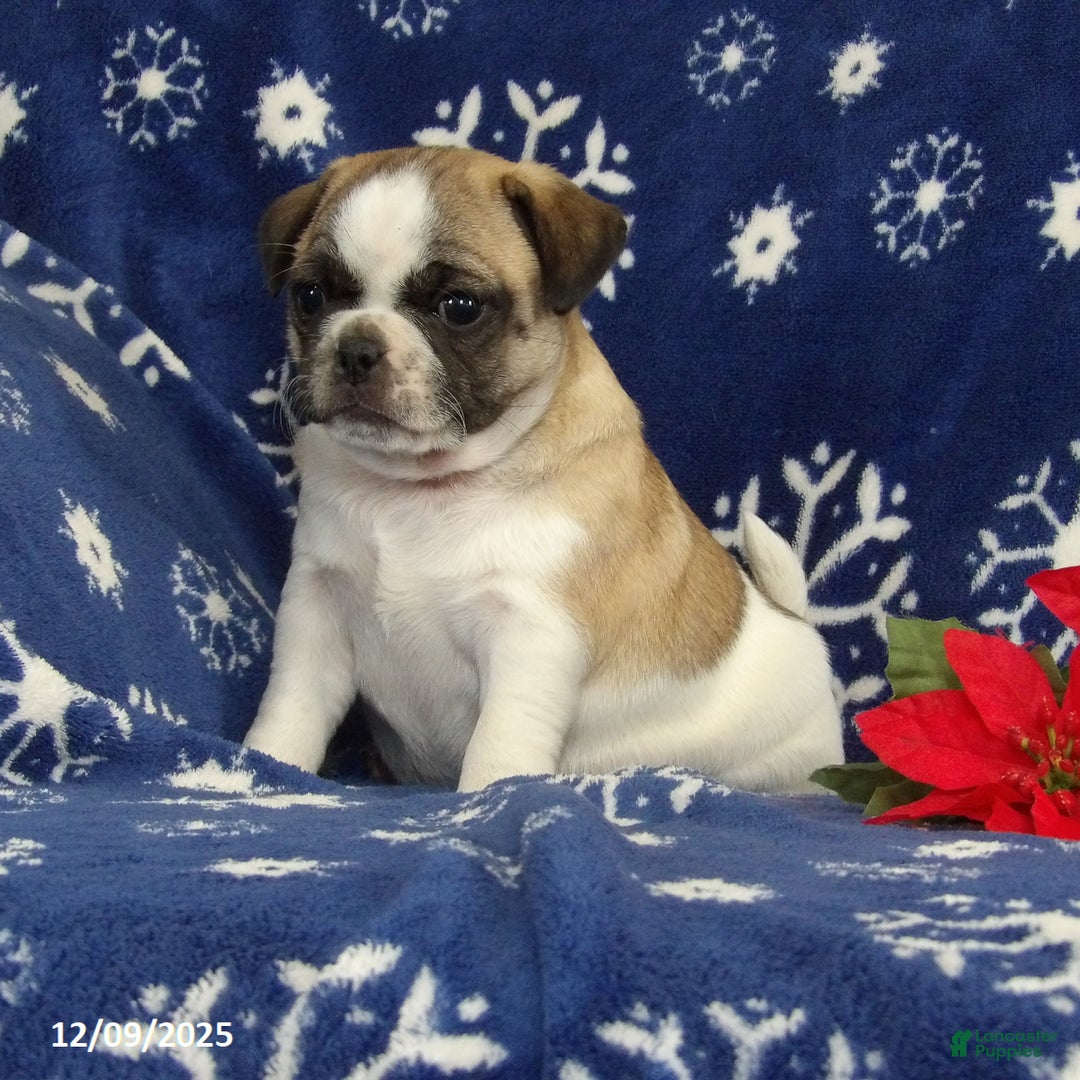 Jug dogs for sale: Brielle - Ad 2