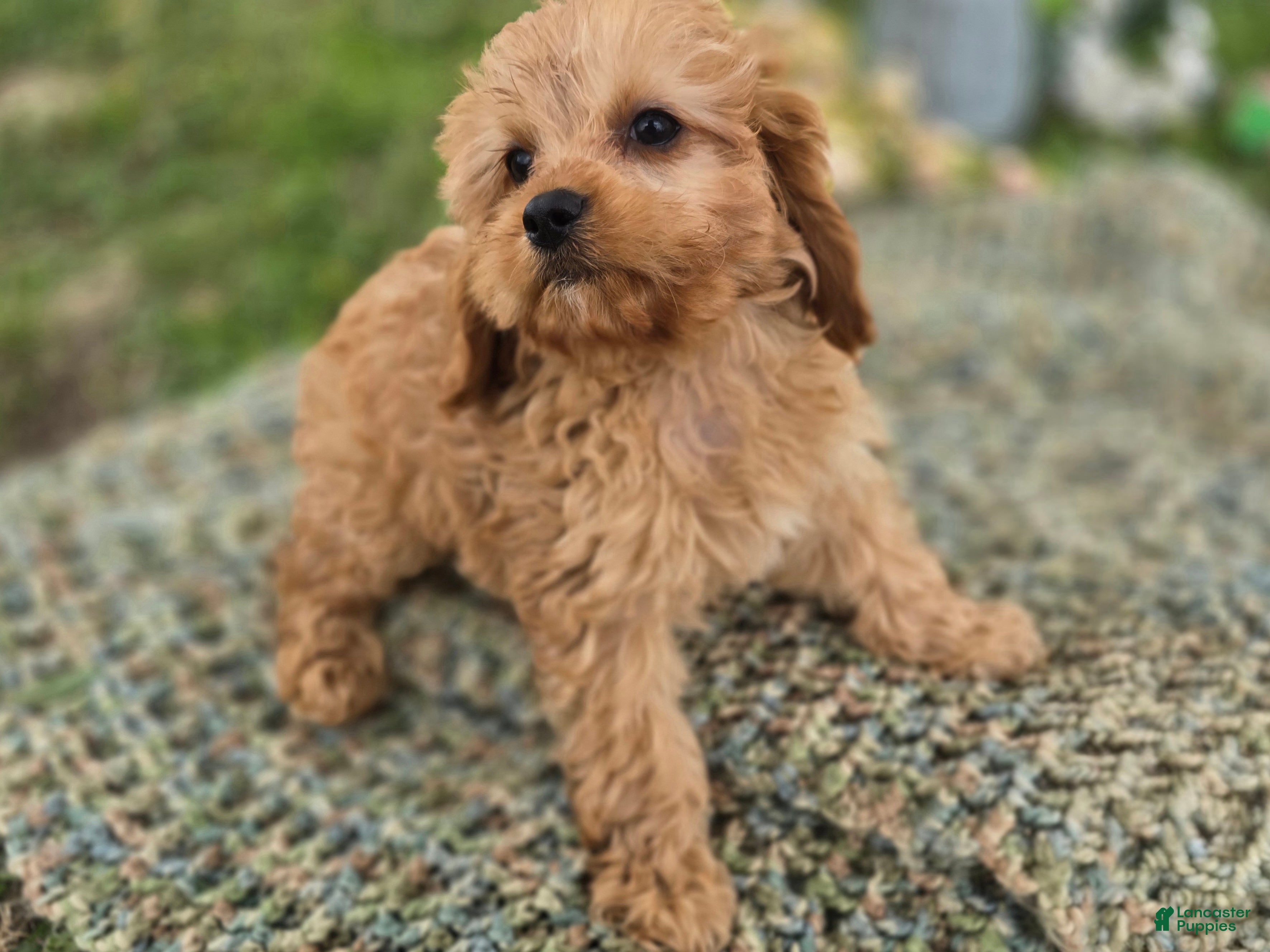 Cavapoo dogs Slate - Ad 34