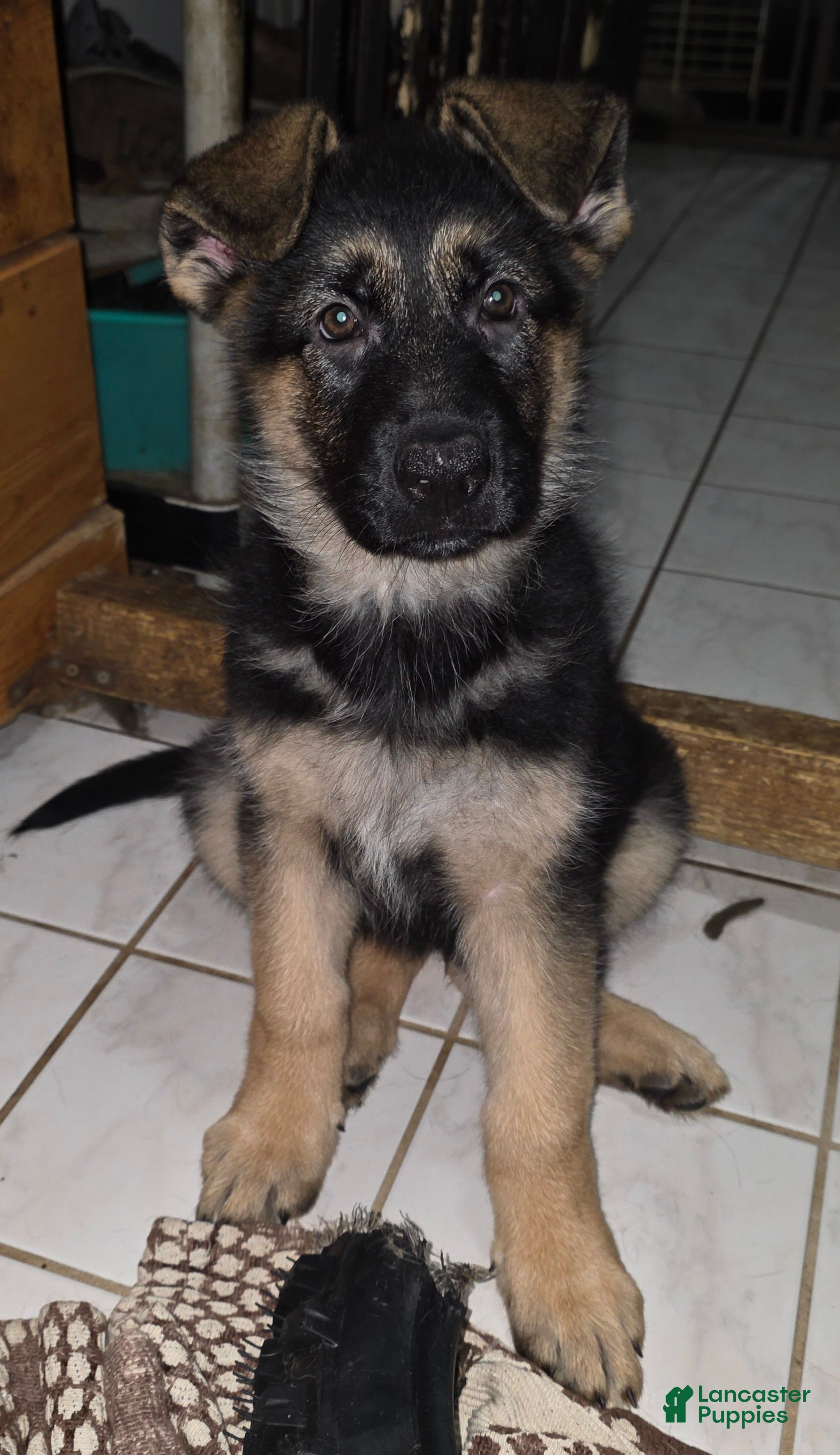 German Shepherd dogs Xena 🐾 - Ad 2