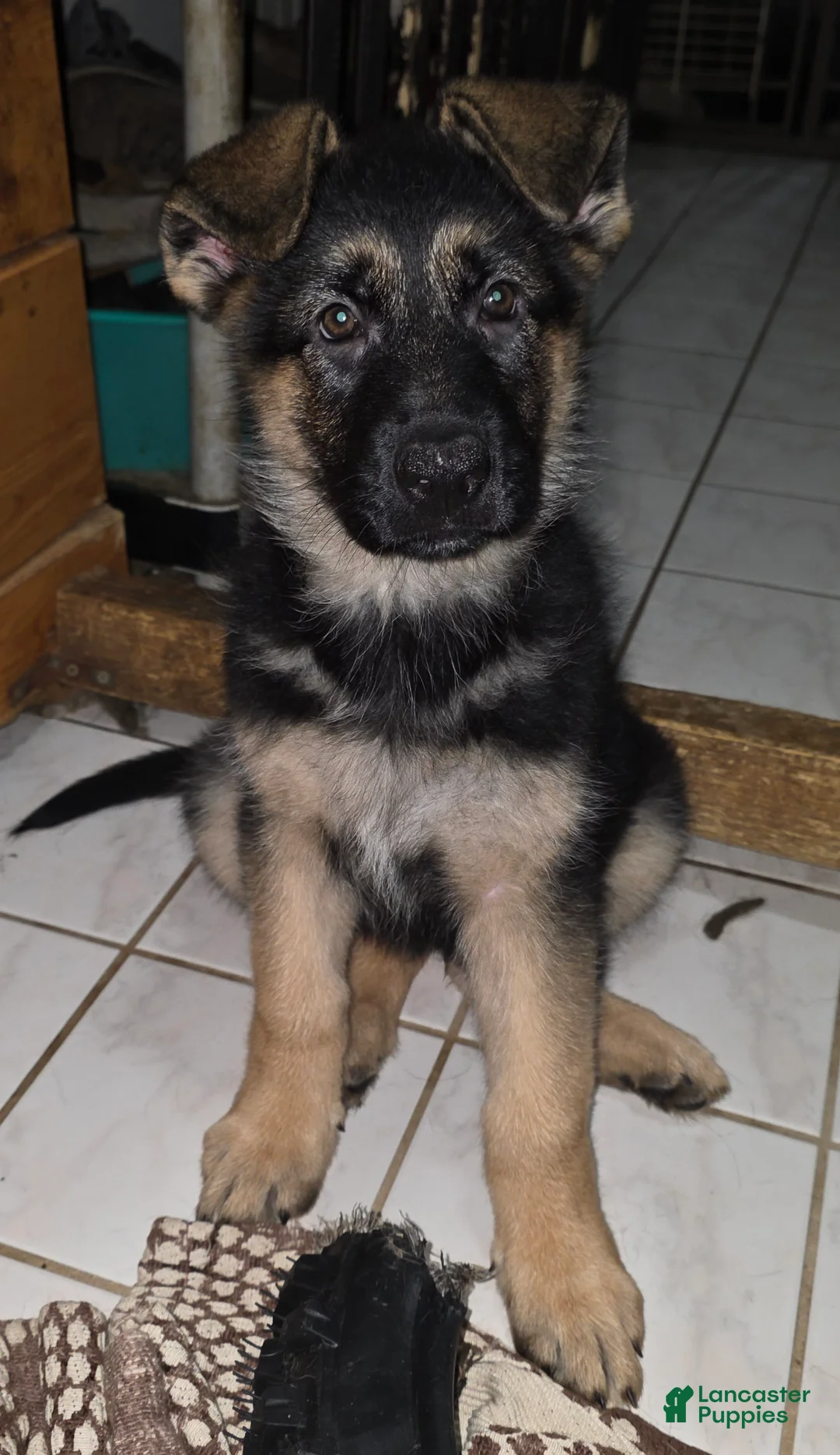 German Shepherd dogs for sale: Xena 🐾 - Ad 1