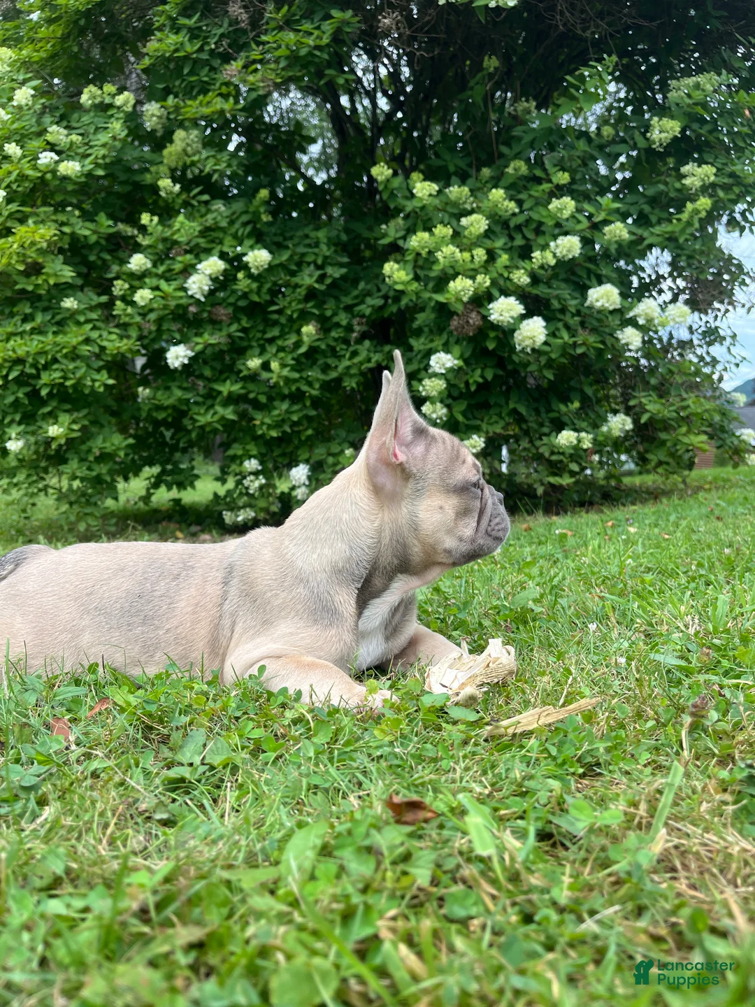 French Bulldog dogs for sale: Paisley  - Ad 2
