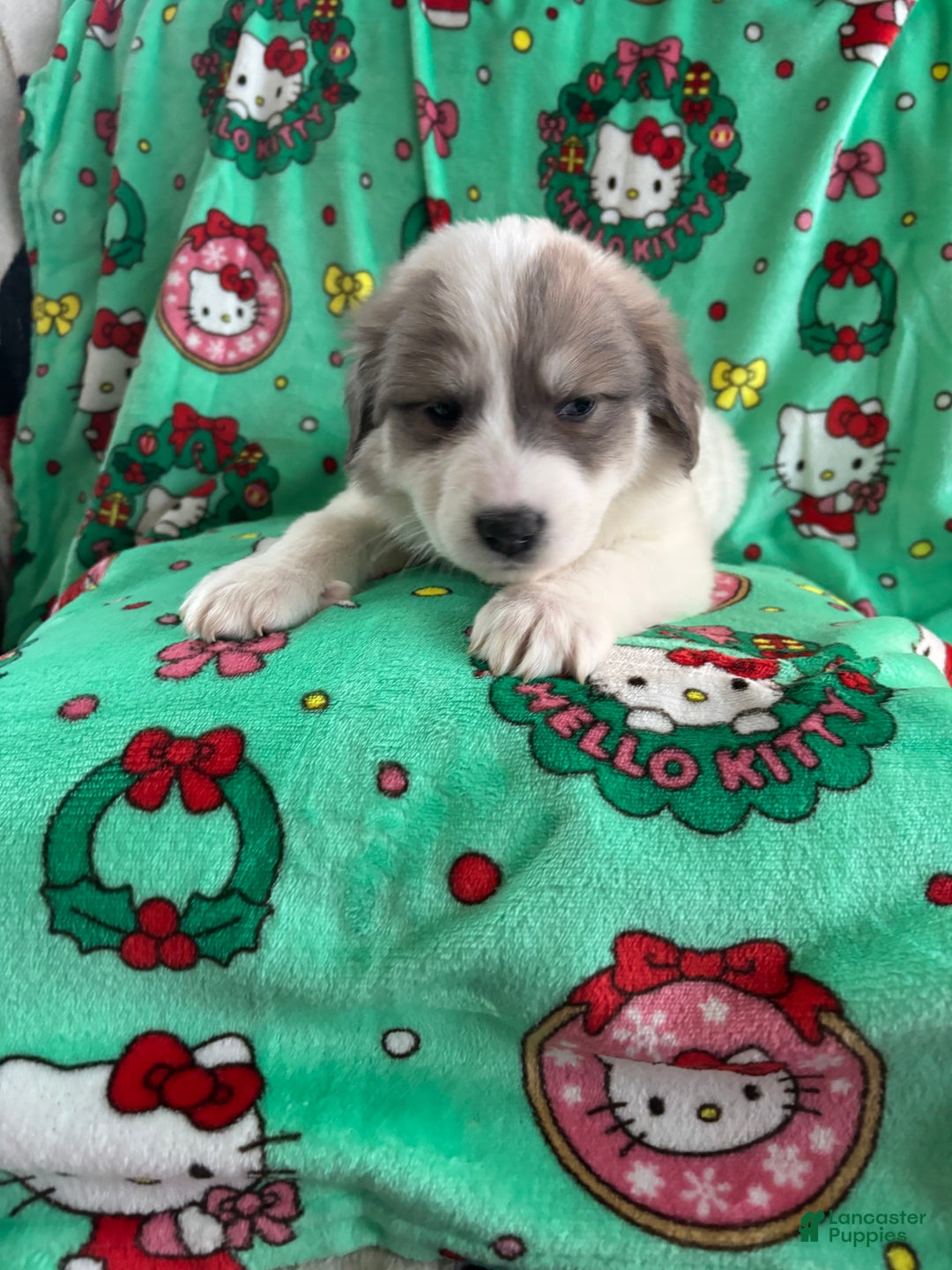Great Pyrenees dogs for sale: Great Pyrenees - Ad 7