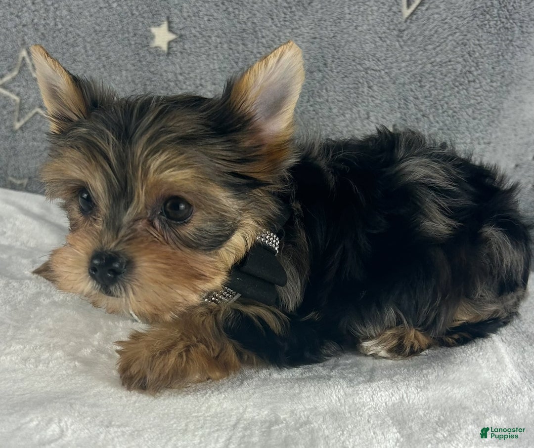 Yorkshire Terrier dogs for sale: Teddy - Ad 4