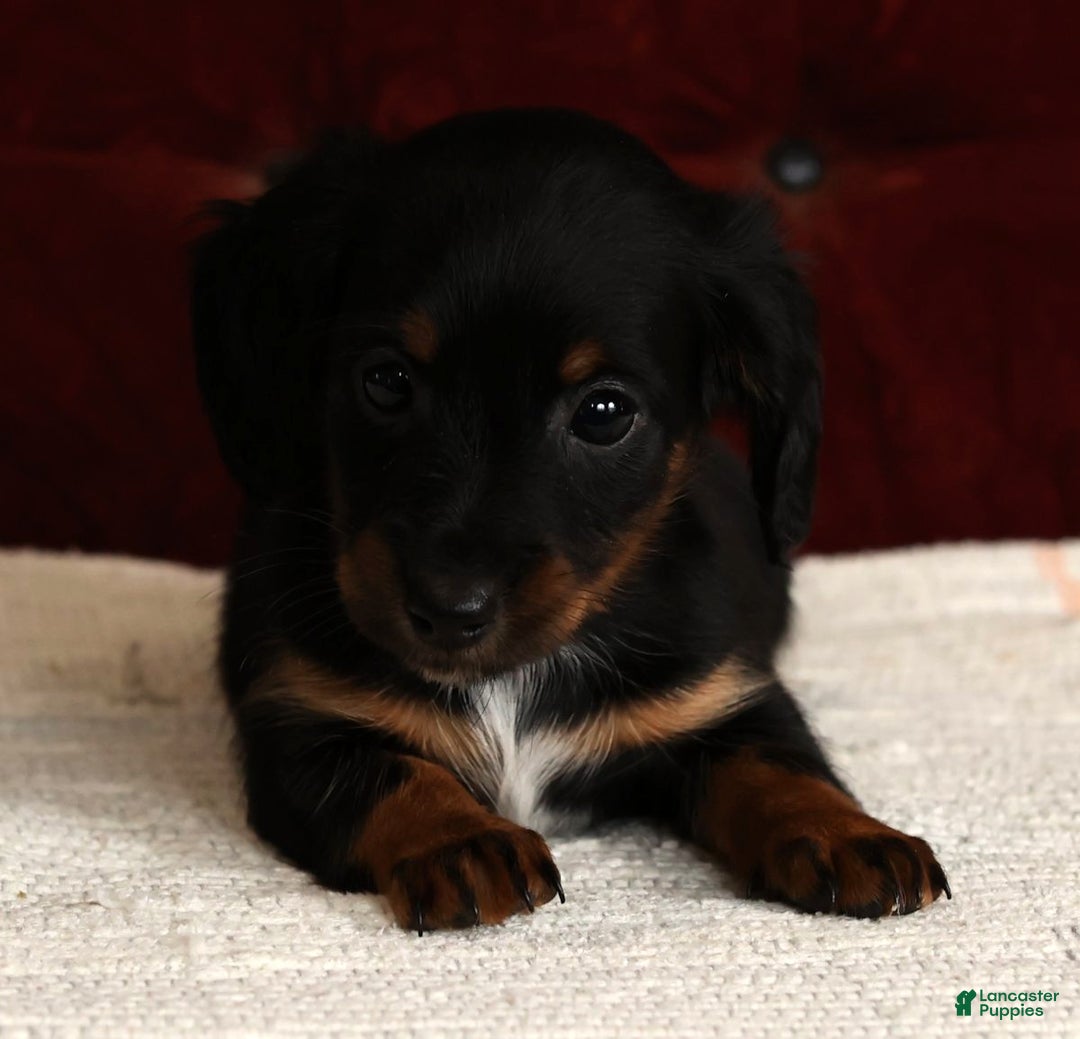 Miniature Dachshund dogs for sale: Kimberly - Ad 8