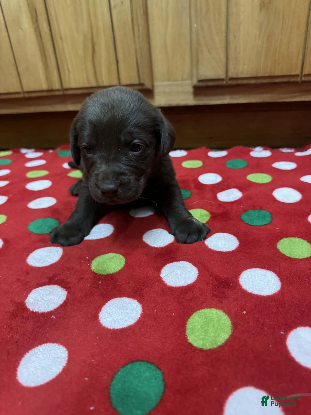 Labrador Retriever dogs for sale: Poppy - Ad 3