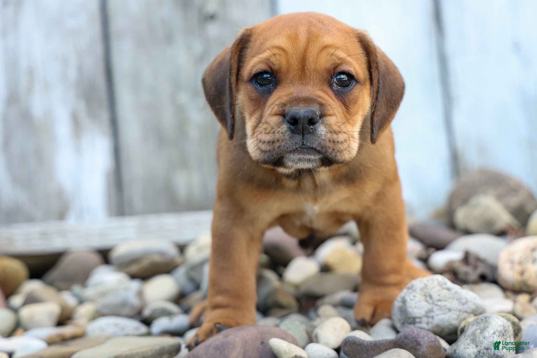 Beabull dogs Arthur - Ad 1